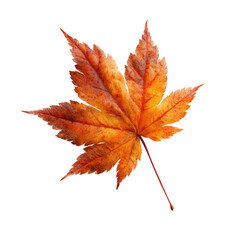 Isolated autumn maple leaf.  Vibrant orange-red fall foliage, sharply detailed, against black background.  Leaf's veins clearly visible