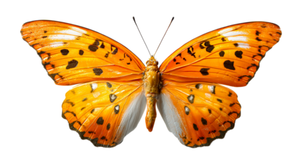 Vibrant orange butterfly with intricate black patterns in mid flight