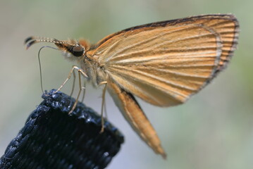 【ギンイチモンジセセリ】