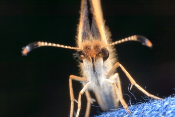 【ギンイチモンジセセリ】