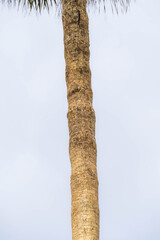 Fototapeta premium Close-up of textured palm tree trunk against light sky, natural tropical background with rough bark surface, Mediterranean exotic plant detail for design, texture, travel and summer atmosphere