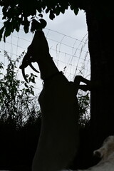 Silhouette einer Ziege auf den Hinterbeinen die versucht Blätter von einem Baum zu fressen