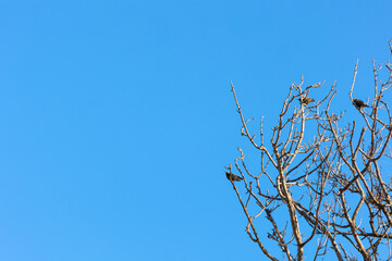 starling birds on a tree branch against the blue sky