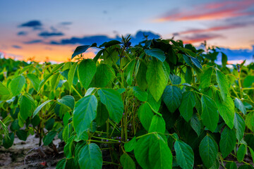 Expansive Soybean Field Under Blue Sky 