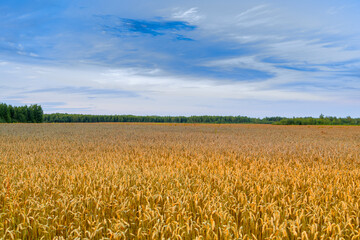 Sunset Over Golden Wheat Field 