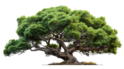 Majestic oak tree with sprawling branches on a transparent background