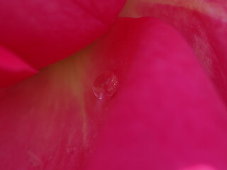 水滴をマクロ撮影しました