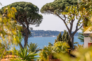 Mediterranean landscape with umbrella pines and sea view framed by lush vegetation on a sunny day in the South of France