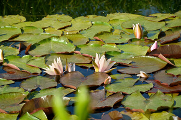 Pink water lily flowers and leaves on the pond