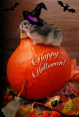 Halloween card with autumn hamster in witch's hat on the top of pumpkin