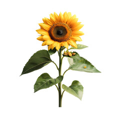 Obraz premium A photograph of a beautiful vibrant sunflower head with prominent petals and seeds isolated on a clean white background