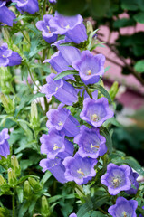 Lilac bluebells in the summer in the garden. Beautiful floral background.