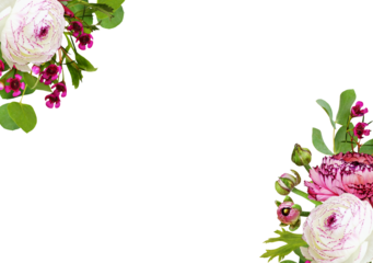 Ranunculus, waxflowers abd eucalyptus leaves in a floral corner arrangements isolated on white or transparent background