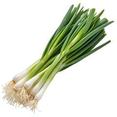 Fresh green onions with long stems and white bulbs on white background isolated for freshness