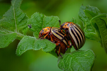 Colorado Potato Beetle (Leptinotarsa decemlineata).Close-up Colorado potato beetle and larvae on the green leaves of potatoes, is a major pest of potato crops