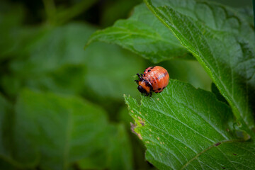 Colorado Potato Beetle (Leptinotarsa decemlineata).Close-up Colorado potato beetle and larvae on the green leaves of potatoes, is a major pest of potato crops