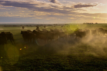 Cattle herd grazing in the field at sunset, in the Pampas plain, Patagonia, Argentina