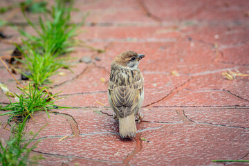 Eurasian tree sparrow (Passer montanus). The chestnut colored bird is one of the most common birds in Europe