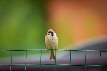 Eurasian tree sparrow (Passer montanus). The chestnut colored bird is one of the most common birds in Europe