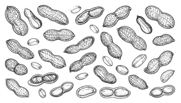 Hand-drawn illustration of peanuts