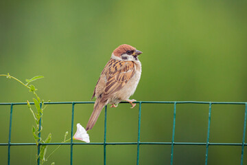 Eurasian tree sparrow (Passer montanus). The chestnut colored bird is one of the most common birds in Europe