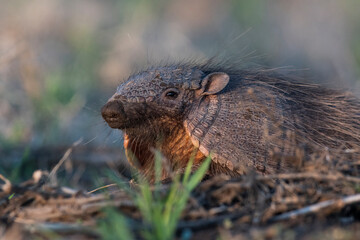 Armadillo in Pampas countryside environment, La Pampa Province, Argentina.