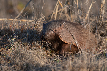 Armadillo in Pampas countryside environment, La Pampa Province, Argentina.