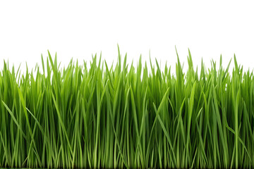 Obraz premium A vibrant row of fresh green grass blades standing tall, isolated on a clean white background. A close-up shot creating a natural border.