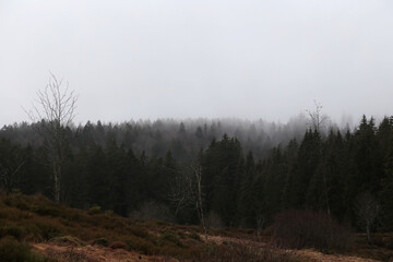 Landschaft im Schwarzwald, Deutschland. Im Herbst mit Nebel im Wald