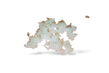 shell on white background Close-up of cooked white rice grains scattered on a clean white surface. 