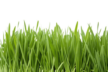 Fototapeta premium Vibrant green grass blades captured in a detailed close-up, isolated on a clean white background. Perfect for nature or spring themes.