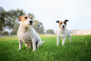 Two dogs of the Jack Russell Terrier breed pose on a green lawn in the home garden at sunset. Their alert expressions and smooth fur stand out under the warm evening light.