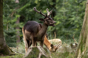 Obraz premium black fallow deer