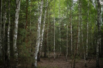 Obraz premium Tranquil forest scene with tall birch trees and scattered pines in early spring. Soft natural light filters through lush green foliage in a peaceful woodland setting.