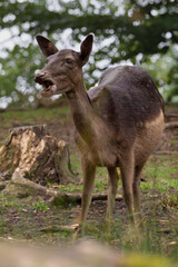 black fallow deer doe