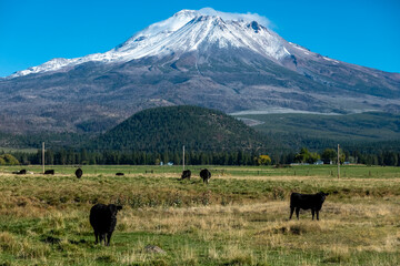 Mount Shasta in northern California with blue sky