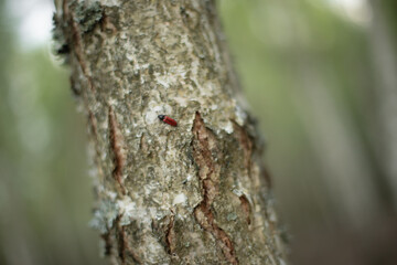 Close-up of a birch tree trunk with rough bark and a small red beetle crawling on its surface. Soft blurred forest background adds a natural, organic atmosphere.