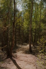 Obraz premium Peaceful forest trail winding through tall birch trees in springtime, with sunlight filtering through the green leaves, creating a serene and natural woodland atmosphere.