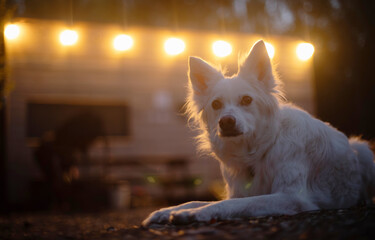 A white dog lies on the ground at night in front of a wooden cabin illuminated by warm string...