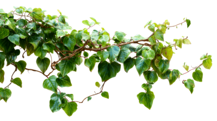 Decorative green vine with lush leaves on transparent background