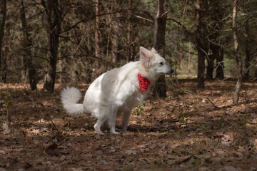 Obraz premium White dog with a red bandana squatting in a pine forest, captured mid-defecation. Natural setting with dry leaves and trees in soft daylight.