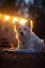 A fluffy white dog lies peacefully outdoors at night with glowing cabin lights in the background....