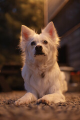 A white dog with pointed ears lies on gravel at night, illuminated by warm ambient lighting. The...