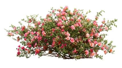 Colorful flowering shrub with vibrant pink blooms in full display