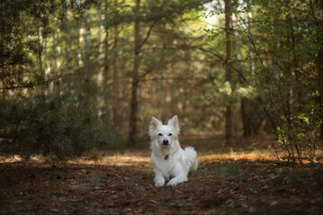 White fluffy dog lying on a forest path surrounded by lush green trees and soft sunlight filtering...
