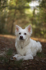 Obraz premium Close-up of a white fluffy dog lying on the forest floor, looking alertly ahead. The background is softly blurred with trees and sunlight creating a natural, serene setting in the woods.