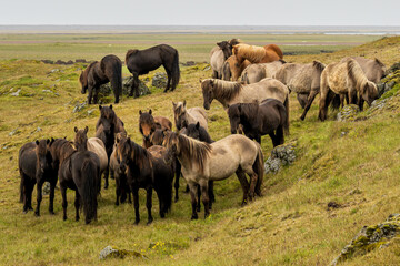 herd of wild horses in Iceland