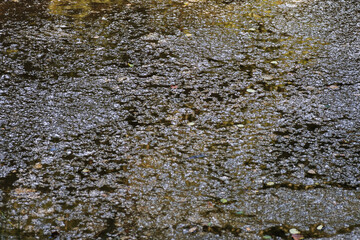 Reflection of trees in a puddle. Abstract nature background.
