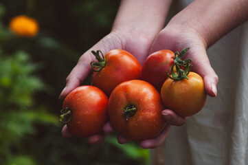 Close-up of woman farmer holding freshly picked tomatoes in her hands. Horizontal background....