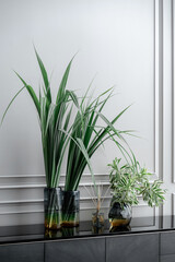 Elegant green plants in glass vases sit on a sleek black surface, adding a fresh and modern touch...